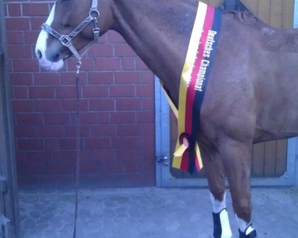 jumper Niedersächsin (Hanoverian, 2004, from Newcomer)