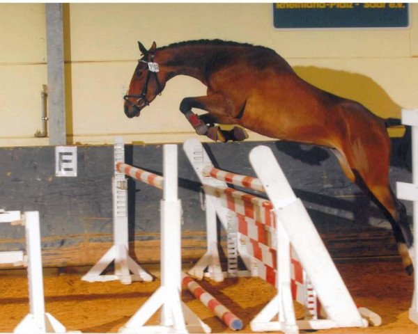 broodmare Crystalgold Raya (Westphalian, 2007, from Cristallo I)