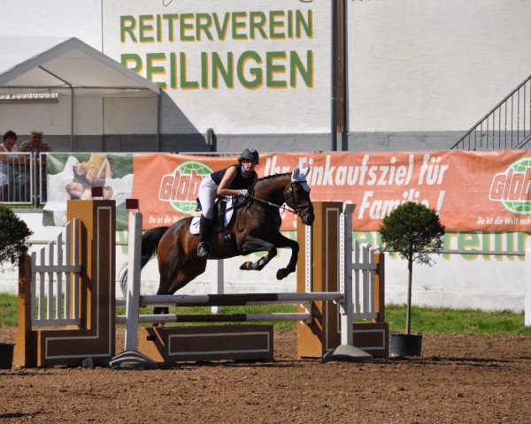 jumper Allez France 3 (Hanoverian, 1998, from Amerigo Vespucci xx)