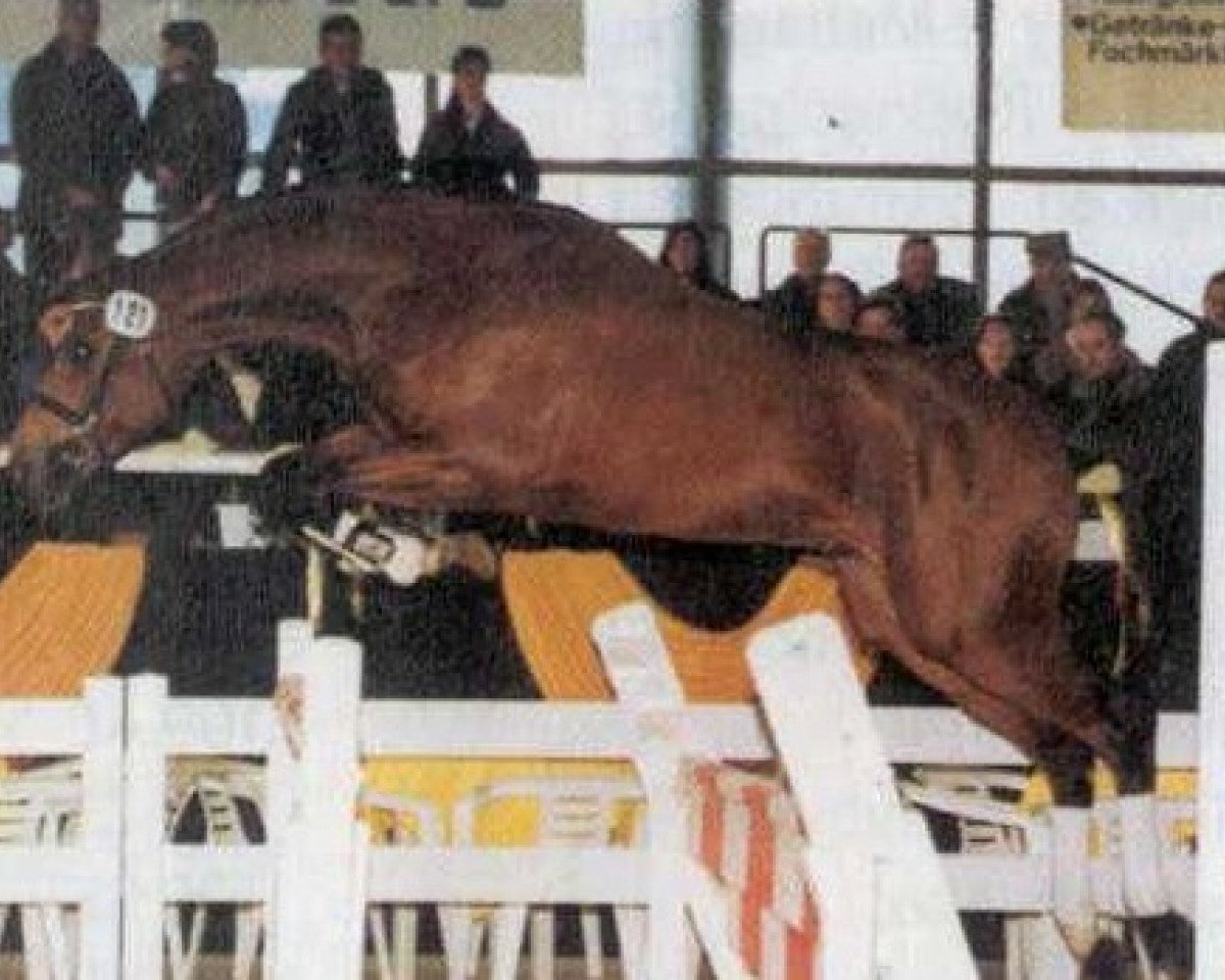 stallion Stan the Boy (Württemberger, 1998, from Stan the Man xx)