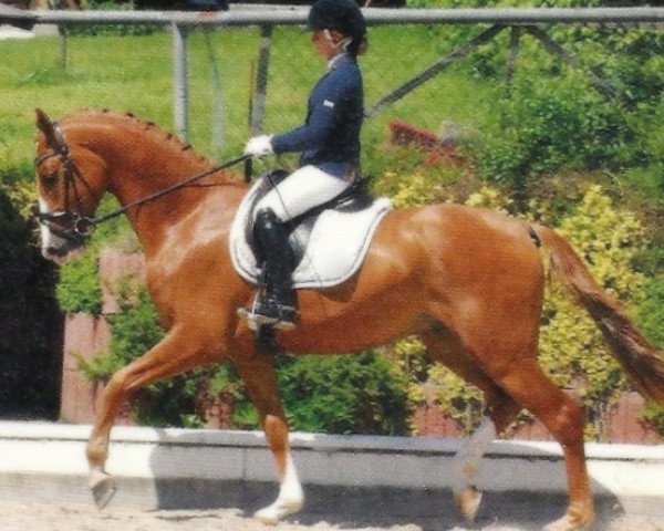 Dressurpferd Ferrari F (Zweibrücker, 2008, von Flatley 2) Dressurpferd Ferrari F (Zweibrücker, 2008, von Flatley 2)