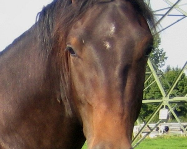 jumper Spitzbube (Oldenburg, 2010, from Stalypso)
