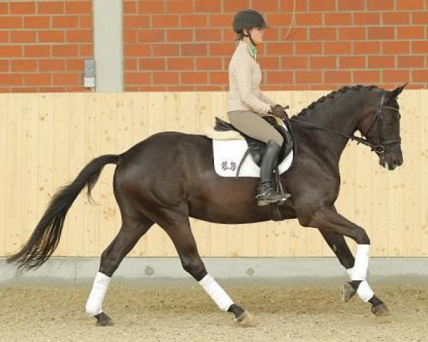 Pferd Kenzo (Trakehner, 2009, von Cousteau)