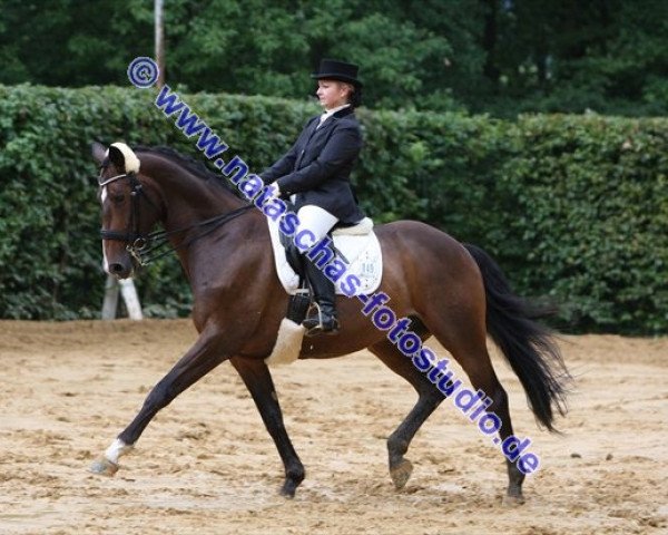 dressage horse Montagu (Trakehner, 2001, from Monteverdi)