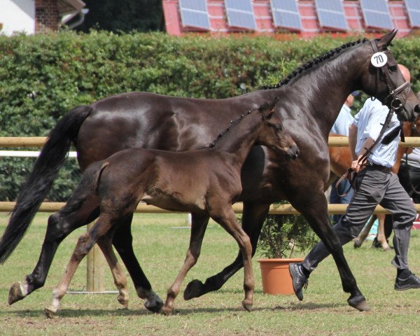 Pferd Hengst von Sunday (Westfale, 2012, von Sunday)