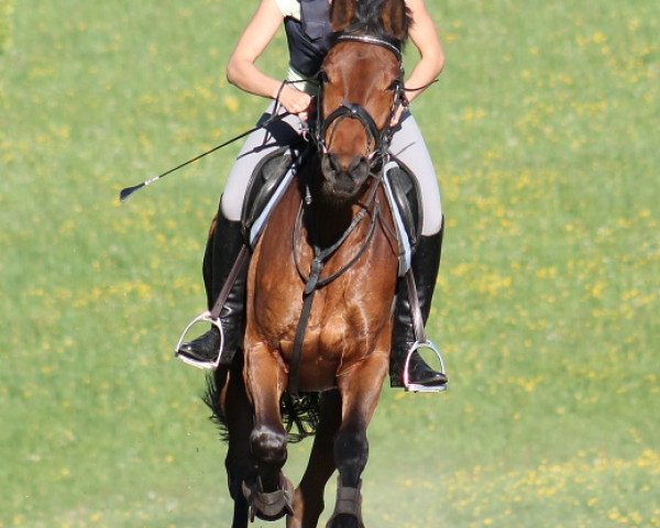 horse Batida de Coco (Trakehner, 2007, from Heops)