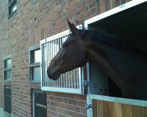 Zuchtstute Roxett Magic (Westfale, 2004, von Roh Magic)