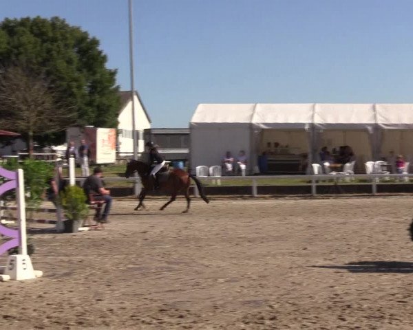 Reitturnier Melle-Ostenfelde 2022
