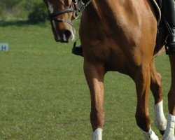 broodmare Donna-Doria 5 (Hanoverian, 2004, from Don Frederico)