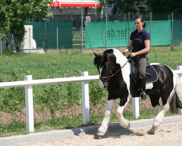 jumper Sapphire (Swiss Warmblood, 2004)