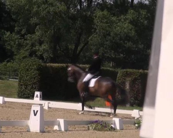 dressage horse Julius 125 (Oldenburg, 2007, from Just Perfect)