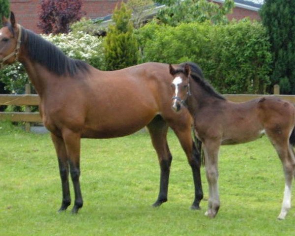 broodmare Victoria (Hanoverian, 1996, from Varus) broodmare Victoria (Hanoverian, 1996, from Varus)