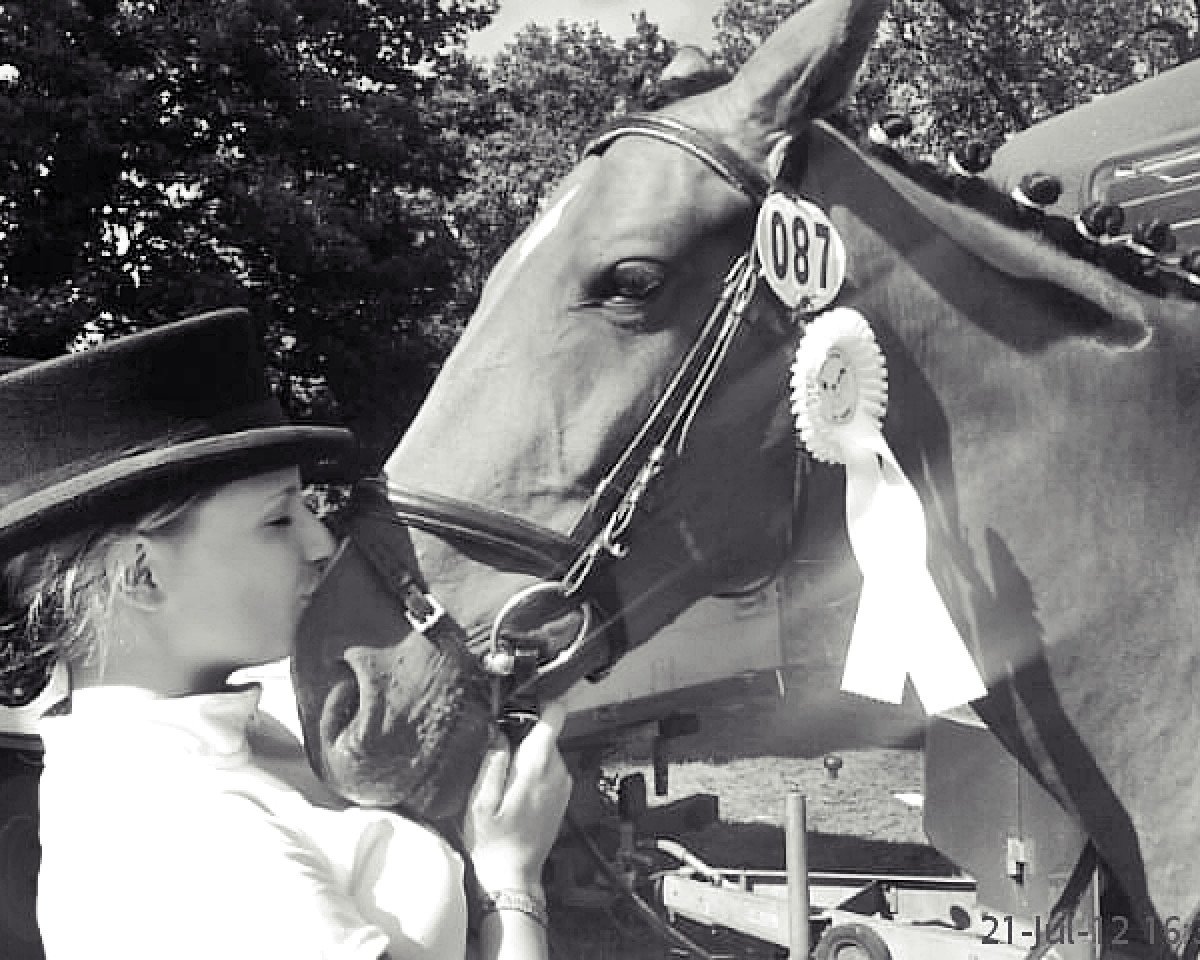 Dressurpferd Raschka (Oldenburger Springpferd, 2006, von Ludwig von Bayern 168 FIN)