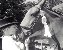 dressage horse Raschka (Oldenburg show jumper, 2006, from Ludwig von Bayern 168 FIN)