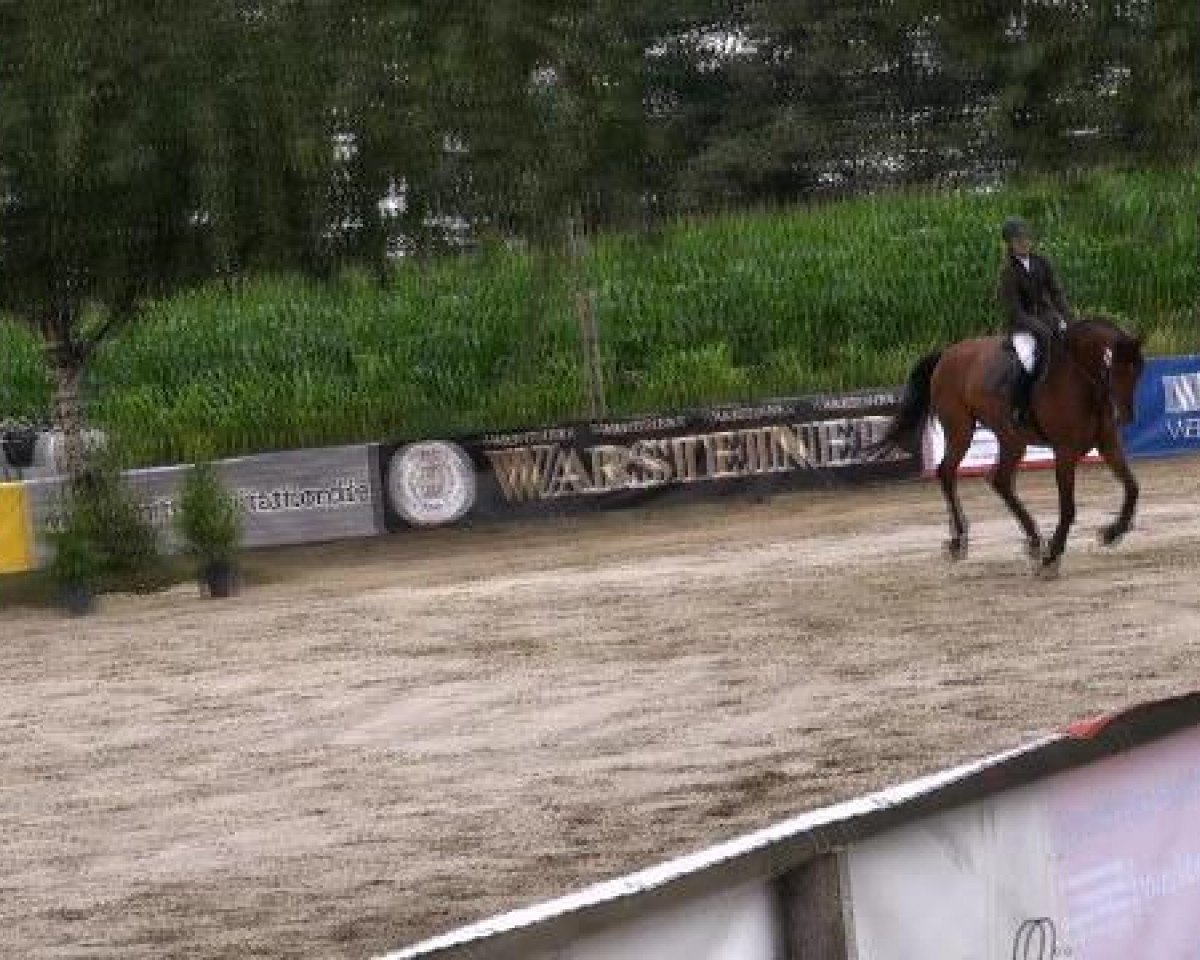 jumper Laramie Peak 2 (Hanoverian, 2005, from Landor S)