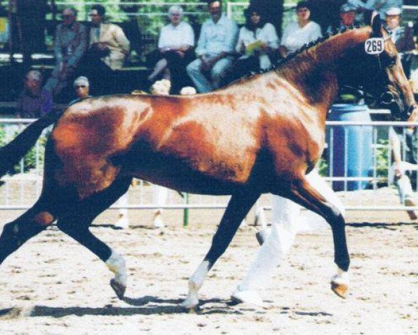 broodmare Loraine (Rhinelander, 1999, from Lord Sinclair I) broodmare Loraine (Rhinelander, 1999, from Lord Sinclair I)