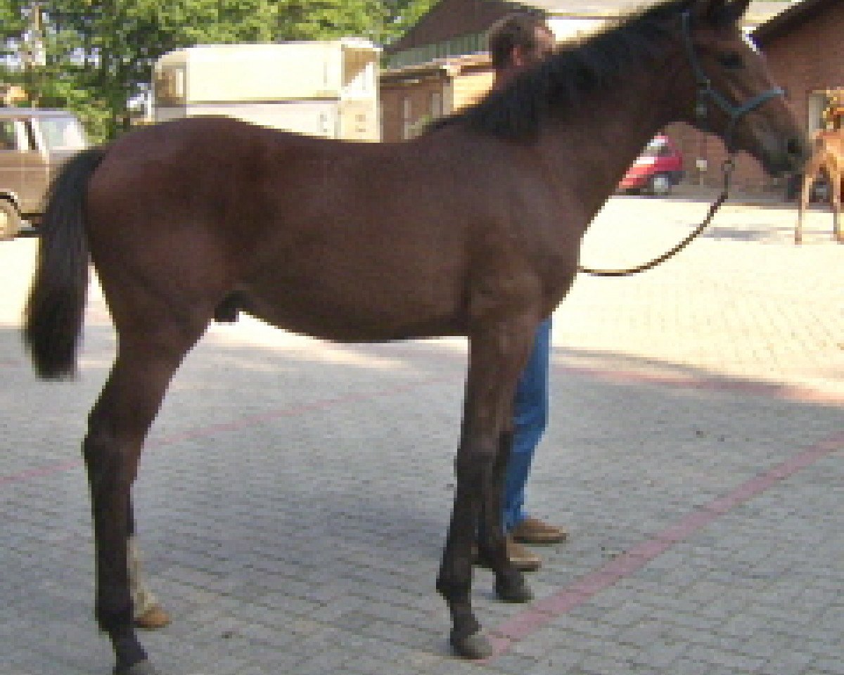 horse Sir Lothringer (Rhinelander, 2006, from Sir Donnerhall I)