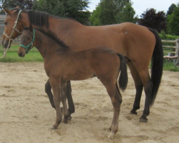 horse Aragon (Oldenburg, 2010, from Abanos)