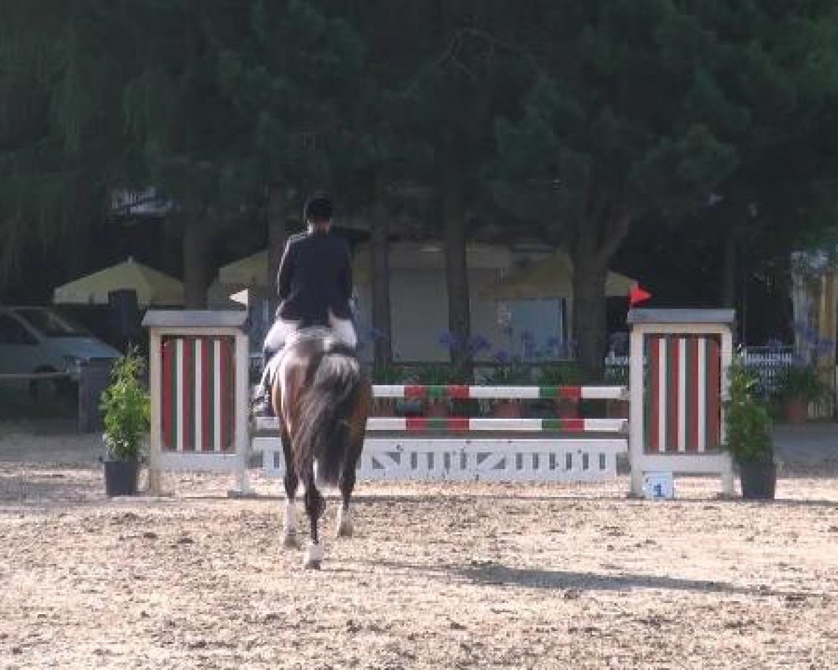Springpferd Cui 2 (Holsteiner, 2005, von Cesano II)