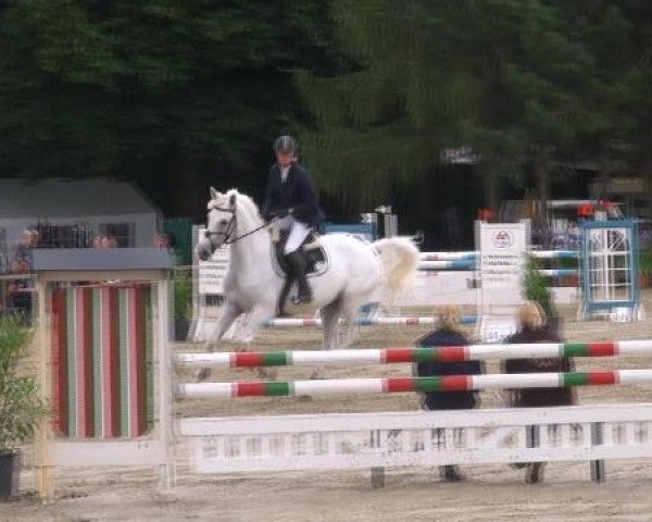 broodmare U-Carina II (Holsteiner, 2004, from Cardino)