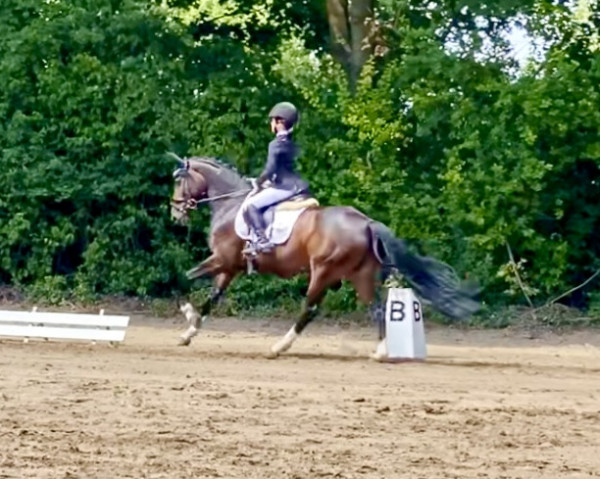 jumper Tropenblume (German Riding Pony, 2017, from Totilas)