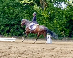 jumper Tropenblume (German Riding Pony, 2017, from Totilas)