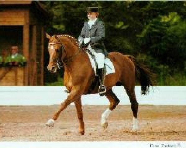 stallion Katapult (Trakehner, 1979, from Kastilio) stallion Katapult (Trakehner, 1979, from Kastilio)