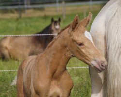 Pferd Beau de Bellany TS (Westfale, 2022, von Bellany)