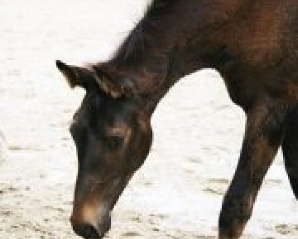 horse Georgie's Lanya (Oldenburg show jumper, 2011, from Consens)
