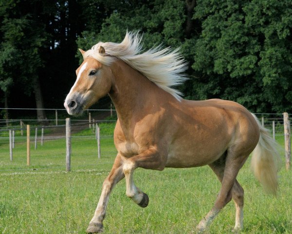 dressage horse Sting Ray 2 (Haflinger, 2005, from Stratus (6,25% ox))
