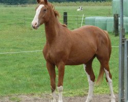 jumper Babalou (Hanoverian, 2009, from Balou du Rouet)