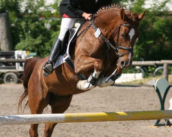 broodmare Coriphee GM (Zweibrücken, 2004, from Cosino B)