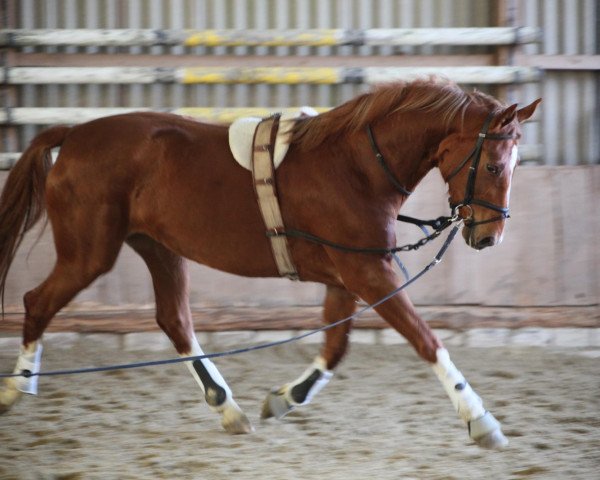 horse Donnalisa (Hanoverian, 2008, from Don Frederico)
