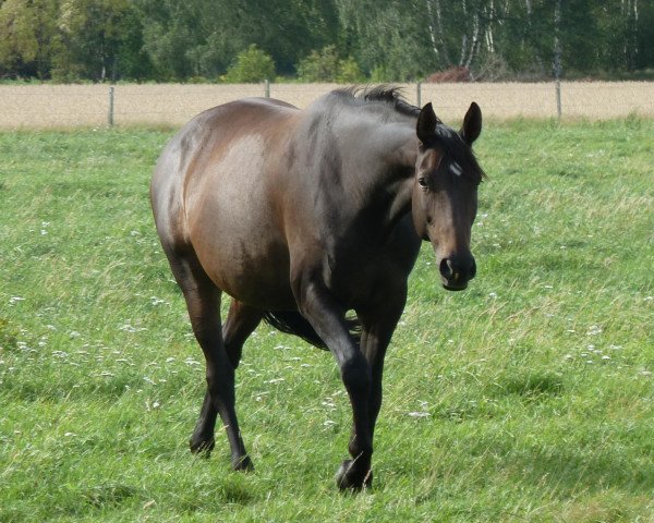 broodmare Whisper (Hanoverian, 2002, from Wild Dance)