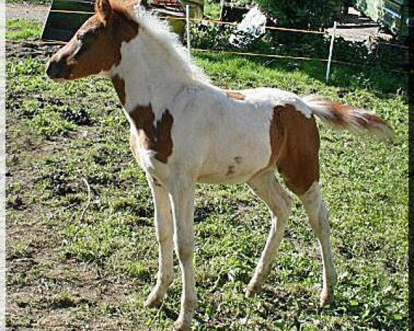 Pferd Kiandra (Lewitzer, 2012, von Pares von Lauterbach)