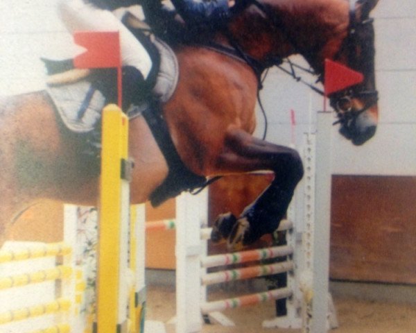 jumper Selias (Oldenburg, 1995, from Silvio I)