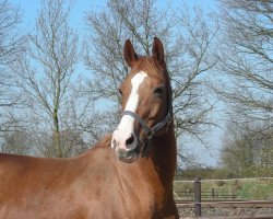 broodmare Alcantara (Hanoverian, 1988, from Akzent II)