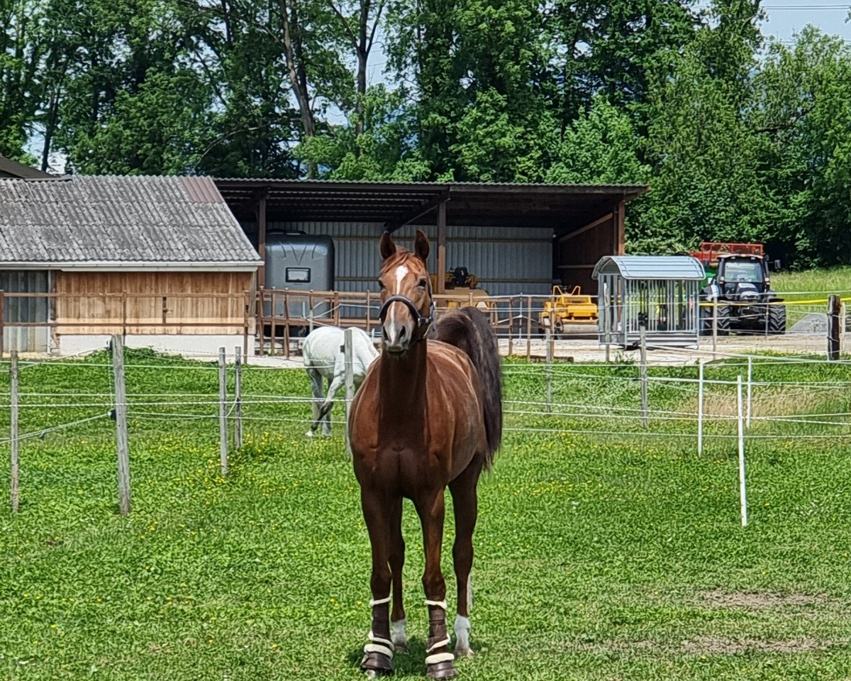Zuchtstute Mondaine (Deutsches Reitpferd, 2014, von Chacco Me Biolley)