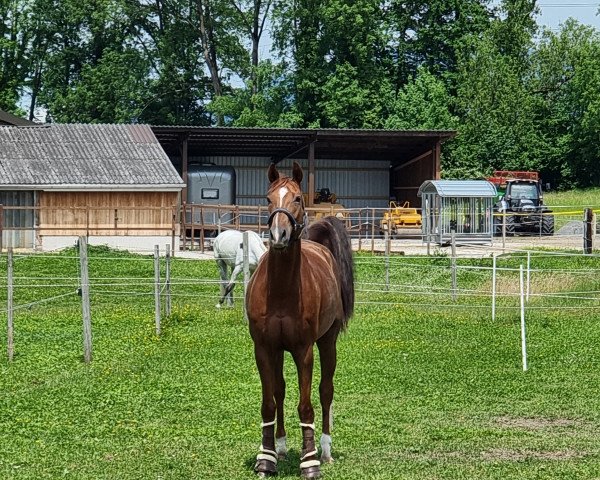 Zuchtstute Mondaine (Deutsches Reitpferd, 2014, von Chacco Me Biolley)