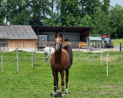 Zuchtstute Mondaine (Deutsches Reitpferd, 2014, von Chacco Me Biolley)