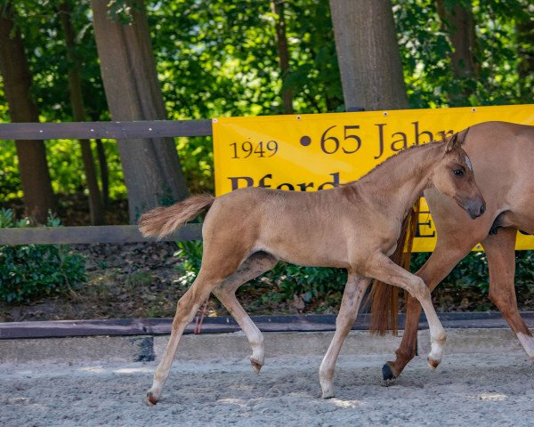 horse C'est moi (German Riding Pony, 2022, from Cox Nickelson)