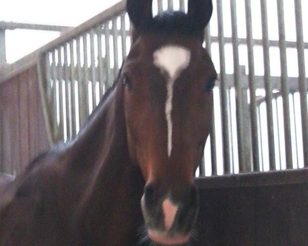 jumper Carrera 52 (Westphalian, 2005, from Charisma)