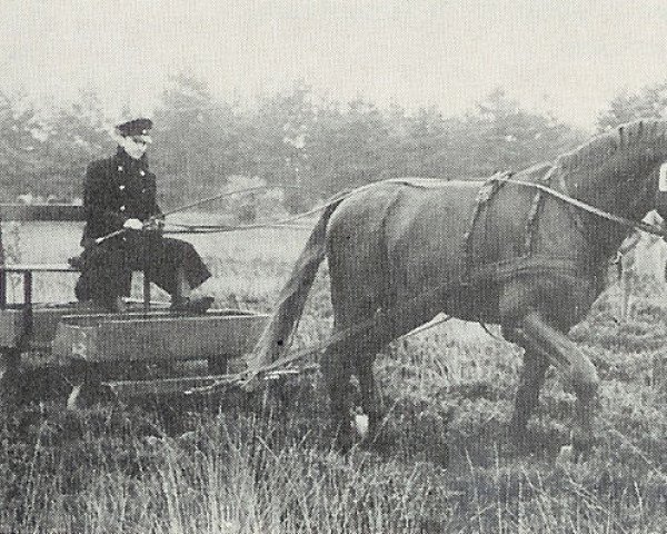 stallion Sesam II (Hanoverian, 1958, from Senator)