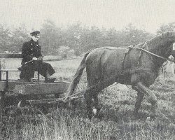 stallion Sesam II (Hanoverian, 1958, from Senator)