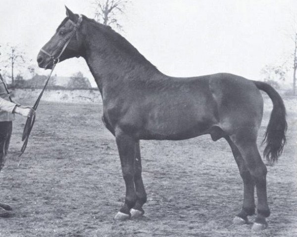 Deckhengst Heidekrug (Holsteiner, 1940, von Heintze) Deckhengst Heidekrug (Holsteiner, 1940, von Heintze)