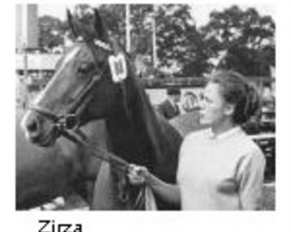 broodmare Zirza (Holsteiner, 1963, from Heidgraf)