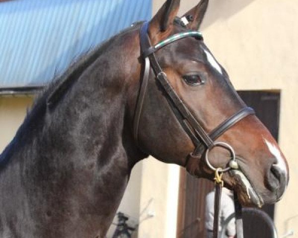 dressage horse Captain Brownie (Westphalian, 2008, from Captain Fire)