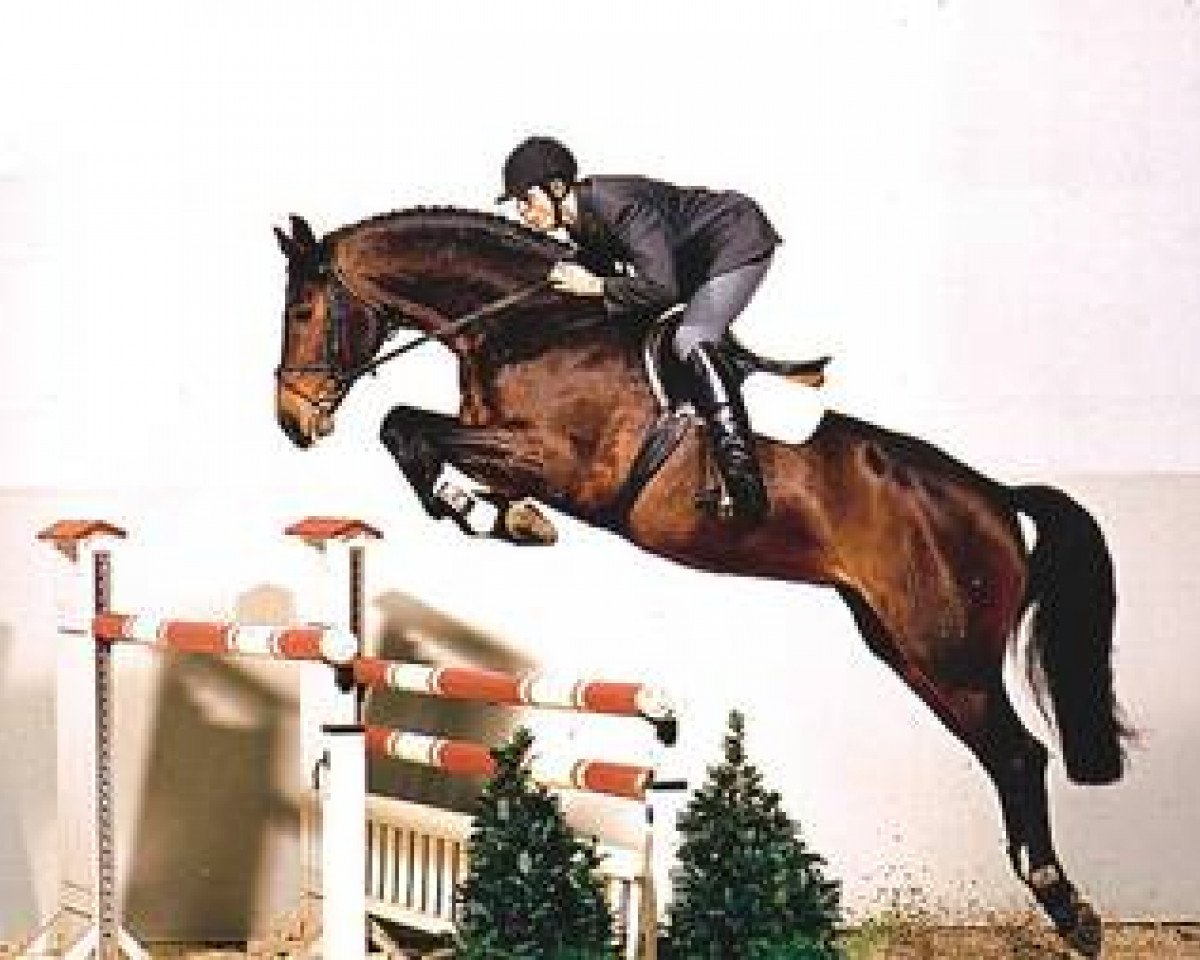 Deckhengst Accusé (Hannoveraner, 1997, von Acord II)