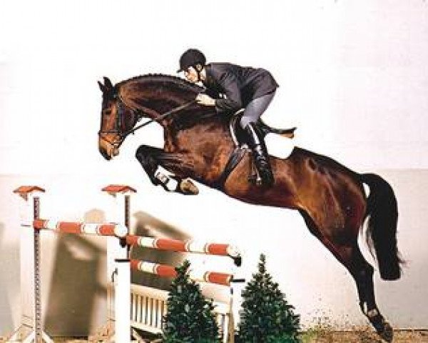 Deckhengst Accusé (Hannoveraner, 1997, von Acord II)