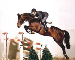 Deckhengst Accusé (Hannoveraner, 1997, von Acord II)